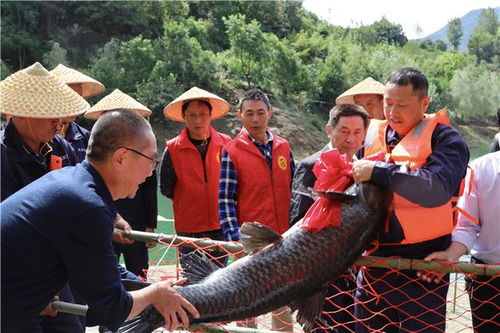 從“放水養魚”到“放魚養水” 安康嵐皋生態致富之路