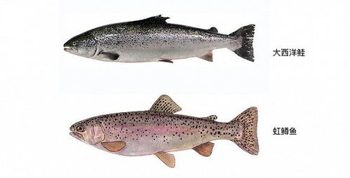 三文魚盛宴背后的真相 一次關于飼料的覺醒