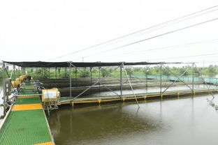 水鄉興起跑道養魚 傳統漁業的現代化升級與飼料革新